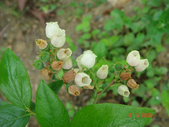 Name:  DSC09777.jpg
Views: 736
Size:  39.1 KB