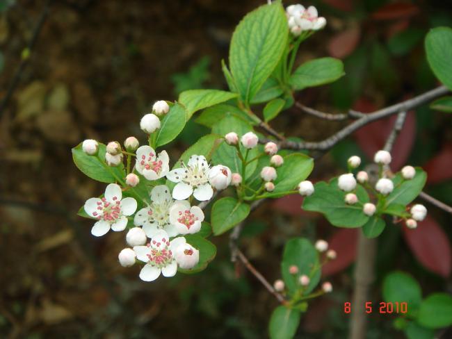 Name:  DSC09784.jpg
Views: 699
Size:  37.3 KB