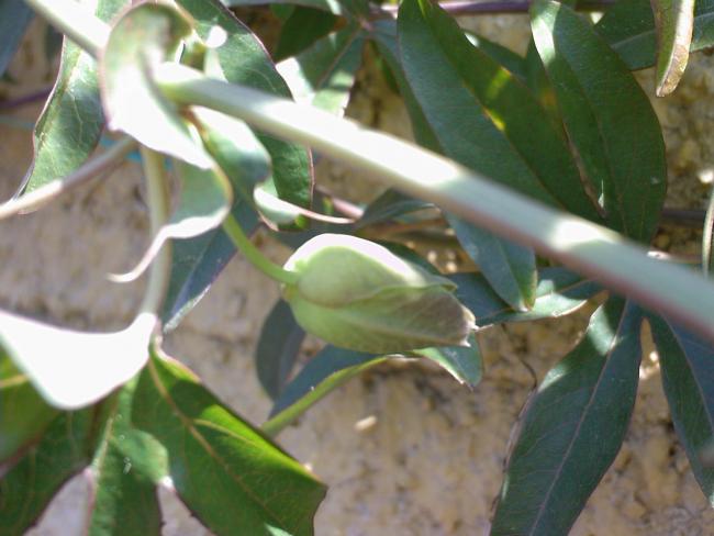 Name:  PASFLORA 4.jpg
Views: 850
Size:  39.2 KB