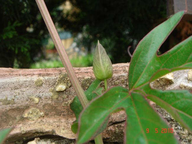Name:  DSC09920.jpg
Views: 741
Size:  45.3 KB
