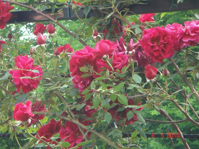 Name:  DSC09696.jpg
Views: 772
Size:  70.6 KB