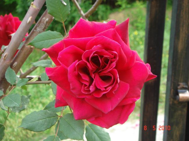 Name:  DSC09698.jpg
Views: 755
Size:  43.3 KB