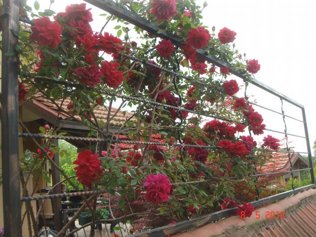 Name:  DSC09873.jpg
Views: 1151
Size:  70.9 KB