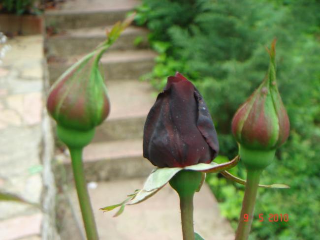 Name:  DSC00009.jpg
Views: 747
Size:  31.8 KB