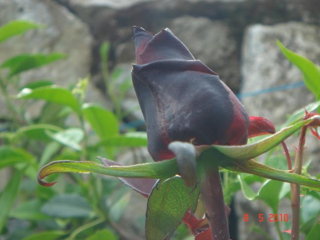 Name:  DSC09715.jpg
Views: 690
Size:  32.9 KB