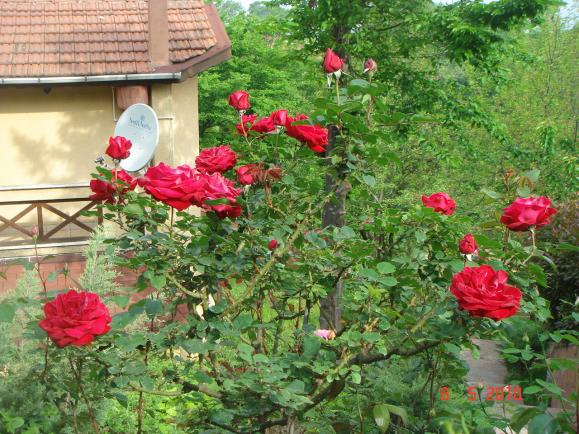 Name:  DSC09761.jpg
Views: 759
Size:  71.6 KB