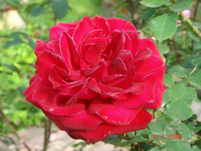 Name:  DSC09769.jpg
Views: 782
Size:  43.2 KB
