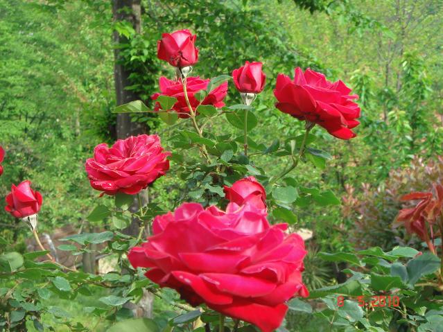 Name:  DSC09770.jpg
Views: 775
Size:  70.2 KB