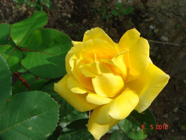 Name:  DSC09771.jpg
Views: 783
Size:  38.0 KB