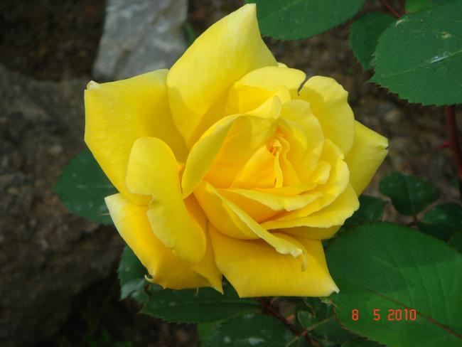 Name:  DSC09755.jpg
Views: 749
Size:  29.7 KB