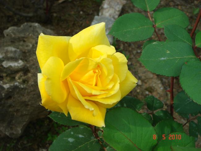 Name:  DSC09757.jpg
Views: 705
Size:  36.3 KB