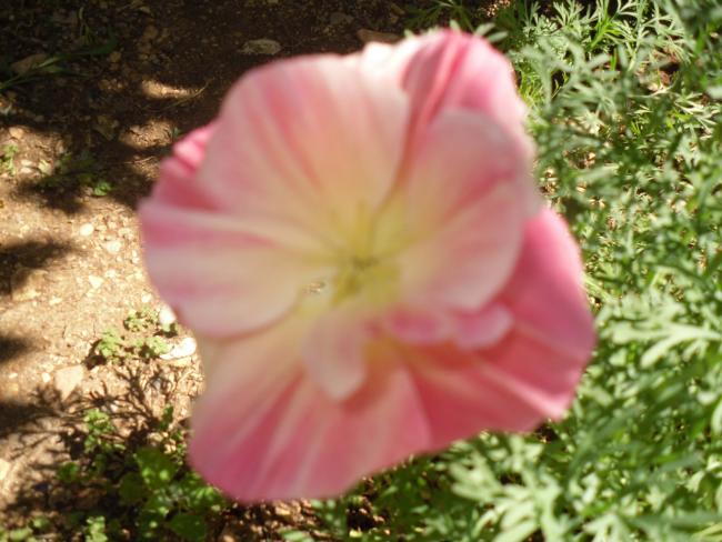 Name:  SDC10668 copy.jpg
Views: 836
Size:  50.8 KB
