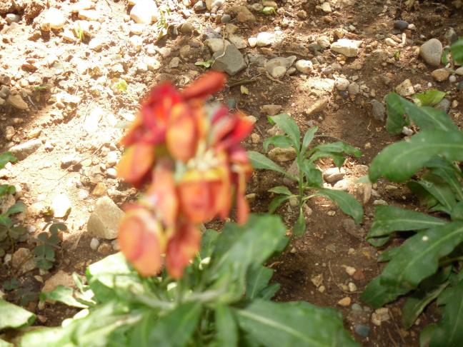 Name:  SDC10670 copy.jpg
Views: 832
Size:  69.9 KB