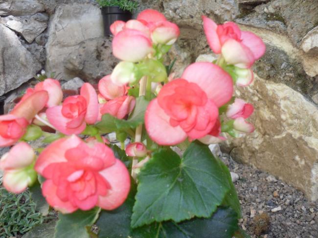 Name:  SDC10673 copy.jpg
Views: 846
Size:  52.7 KB