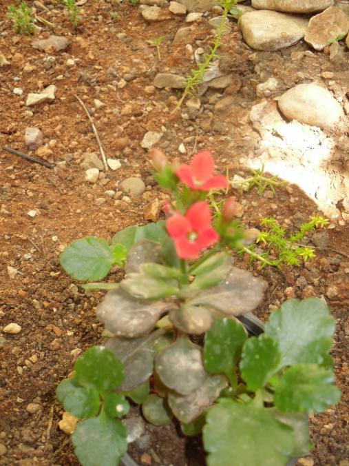 Name:  SDC10678 copy.jpg
Views: 821
Size:  75.6 KB