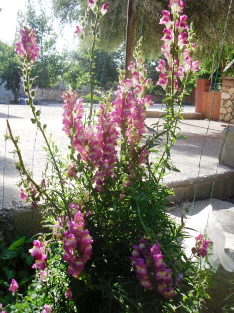 Name:  SDC10681 copy.jpg
Views: 824
Size:  78.3 KB