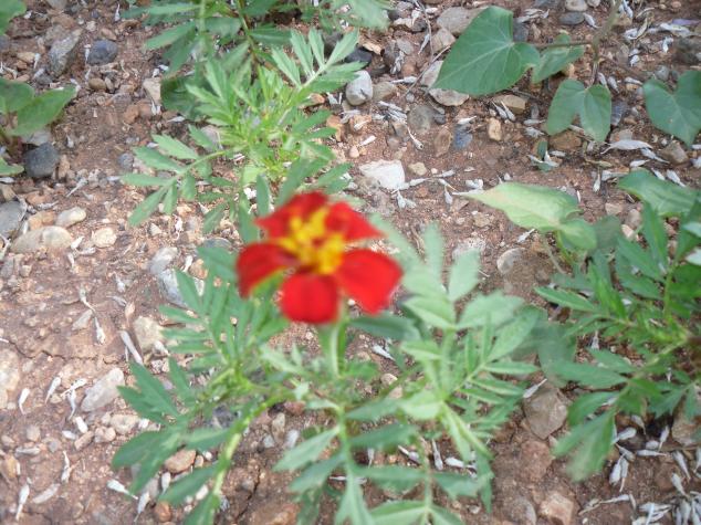 Name:  SDC10683 copy.jpg
Views: 803
Size:  70.8 KB