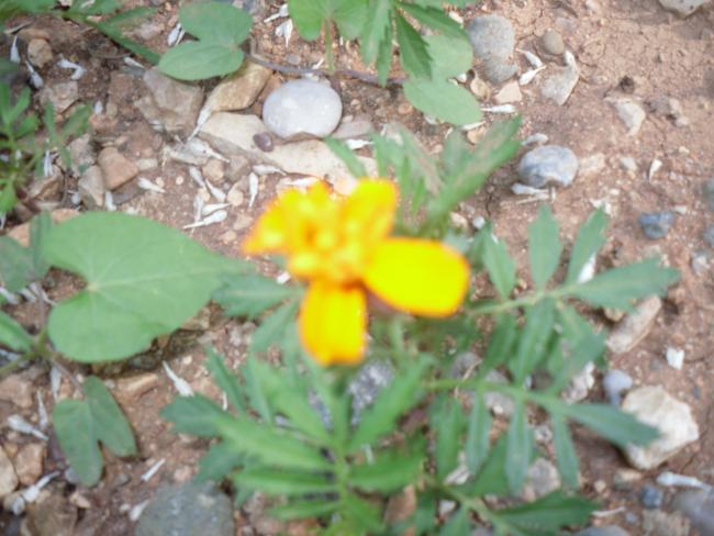 Name:  SDC10684 copy.jpg
Views: 832
Size:  48.2 KB