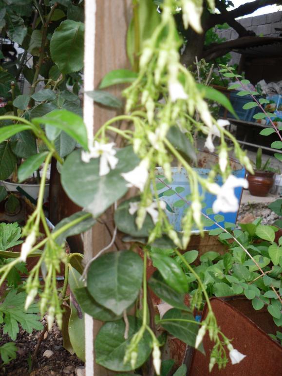 Name:  SDC10687 copy.jpg
Views: 822
Size:  74.5 KB