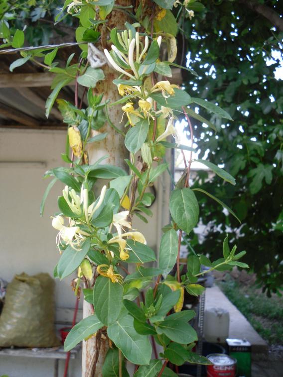 Name:  SDC10688 copy.jpg
Views: 828
Size:  74.3 KB