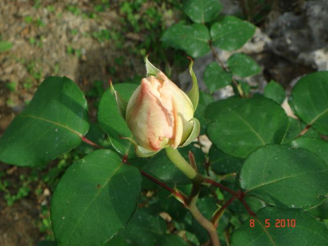Name:  DSC09768.jpg
Views: 735
Size:  38.0 KB
