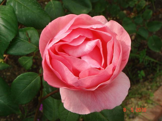 Name:  DSC09802.jpg
Views: 704
Size:  38.3 KB