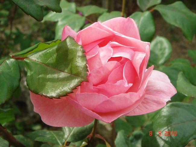 Name:  DSC09804.jpg
Views: 744
Size:  39.2 KB