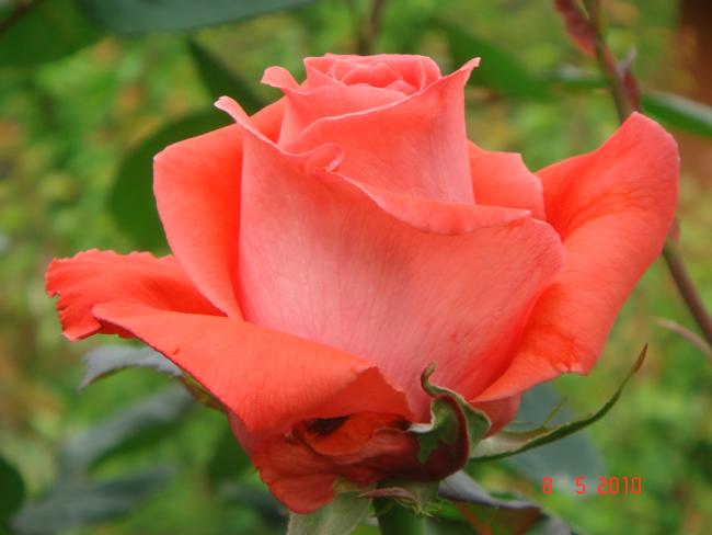 Name:  DSC09816.jpg
Views: 726
Size:  30.9 KB