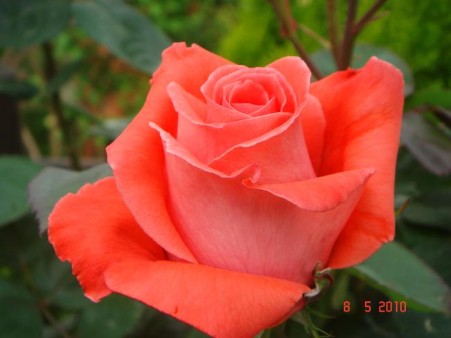 Name:  DSC09818.jpg
Views: 750
Size:  30.4 KB