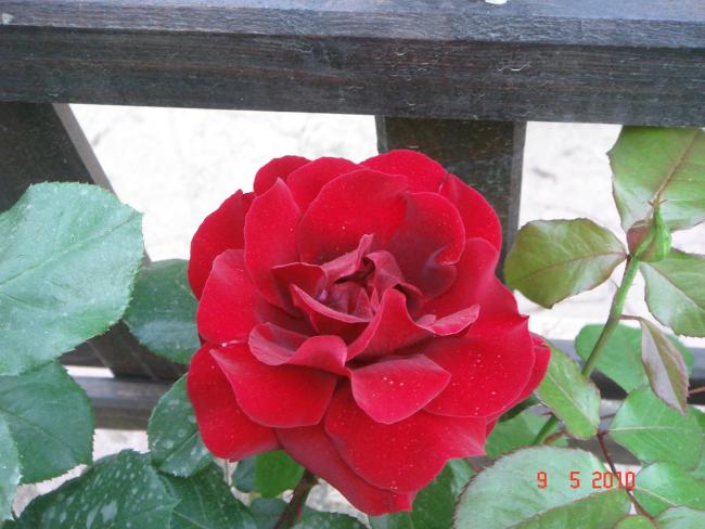 Name:  DSC09895.jpg
Views: 716
Size:  46.6 KB