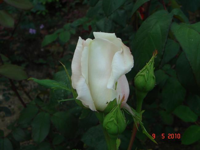 Name:  DSC09897.jpg
Views: 728
Size:  25.8 KB