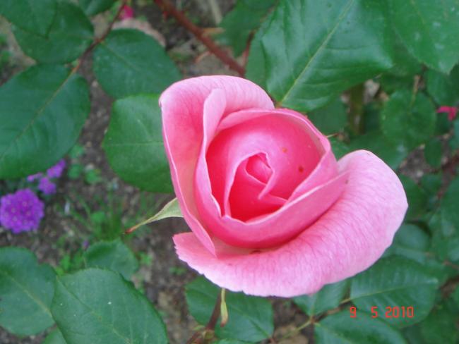 Name:  DSC09900.jpg
Views: 702
Size:  35.2 KB