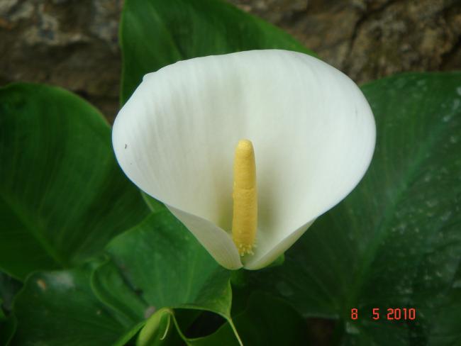 Name:  DSC09712.jpg
Views: 706
Size:  23.6 KB