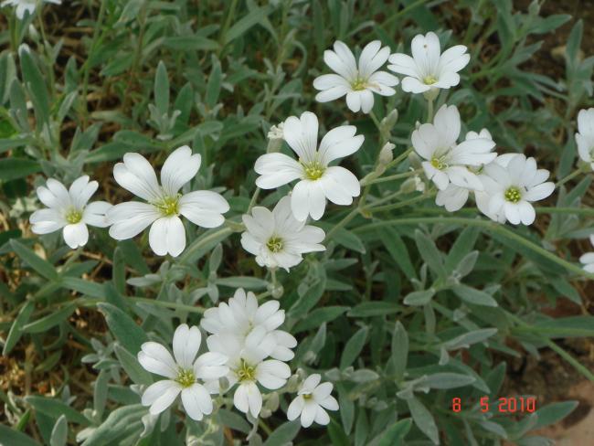 Name:  DSC09791.jpg
Views: 731
Size:  52.6 KB