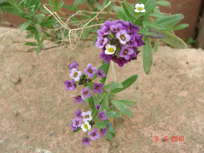 Name:  DSC09796.jpg
Views: 749
Size:  46.5 KB