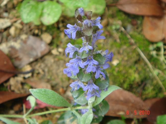 Name:  DSC09789.jpg
Views: 752
Size:  42.1 KB