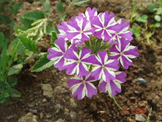 Name:  DSC09793.jpg
Views: 632
Size:  54.1 KB