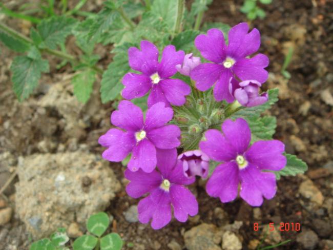 Name:  DSC09794.jpg
Views: 623
Size:  47.2 KB