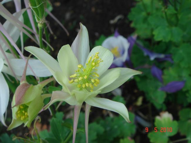Name:  DSC09875.jpg
Views: 568
Size:  34.9 KB