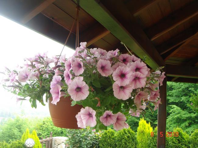 Name:  DSC09822.jpg
Views: 549
Size:  55.3 KB