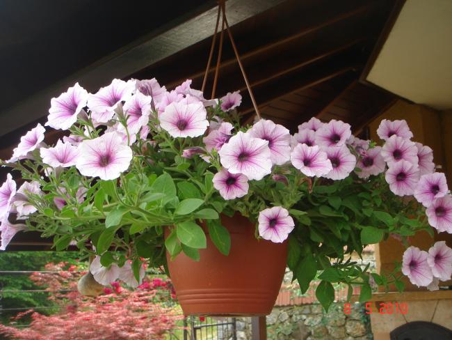Name:  DSC09824.jpg
Views: 564
Size:  55.4 KB