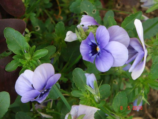 Name:  DSC09745.jpg
Views: 550
Size:  44.0 KB