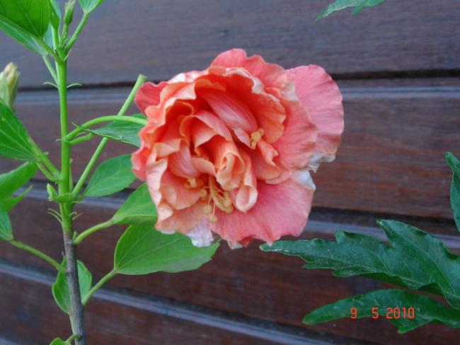 Name:  DSC09886.jpg
Views: 581
Size:  39.4 KB