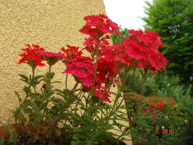 Name:  DSC09947.jpg
Views: 590
Size:  68.1 KB