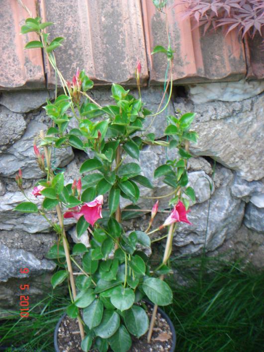 Name:  DSC09971.jpg
Views: 583
Size:  75.9 KB