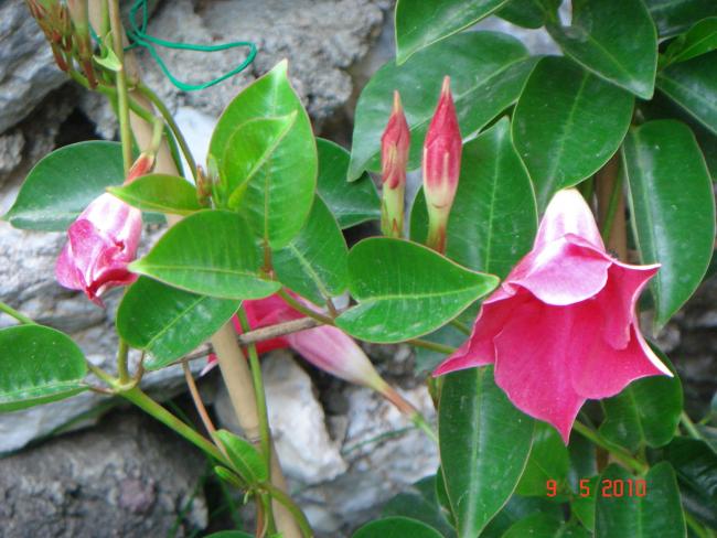 Name:  DSC09973.jpg
Views: 597
Size:  53.0 KB