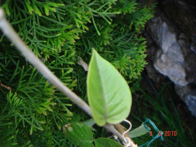 Name:  DSC09978.jpg
Views: 555
Size:  52.7 KB