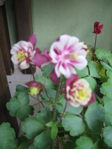 Name:  IMG_0346.JPG
Views: 1134
Size:  38.4 KB