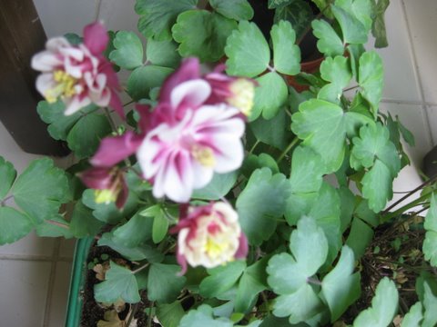 Name:  IMG_0345.JPG
Views: 1114
Size:  48.0 KB