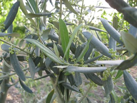 Name:  zeytin.JPG
Views: 1814
Size:  46.4 KB